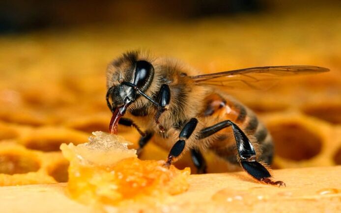 terapia pszczół na osteochondroza